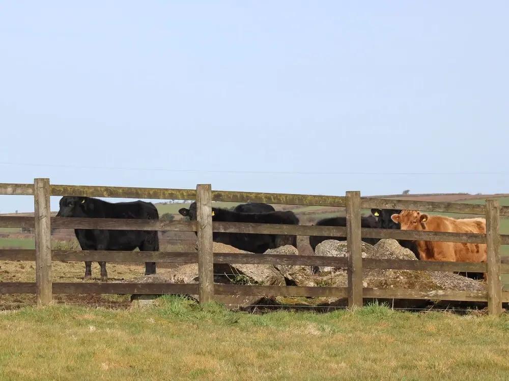 фото Foxes