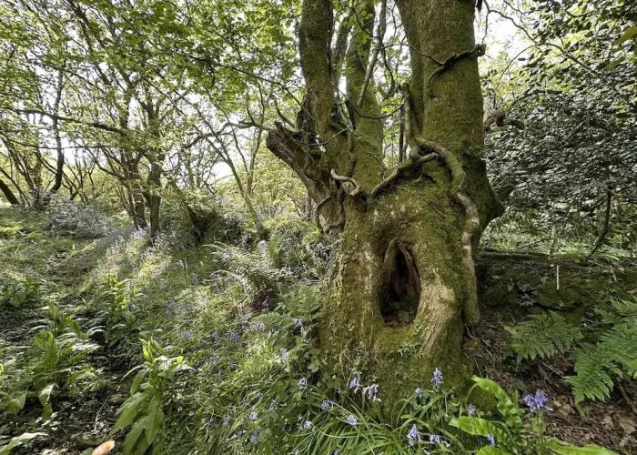 Cornwall Woodland Dog Friendly Shepherd's Hut