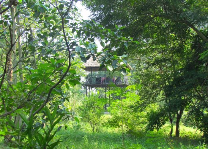 Jim's Jungle Retreat