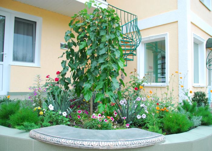Pansion Kafa Mini Hotel