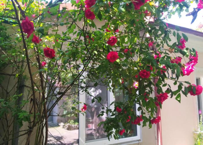 Celica Guest house