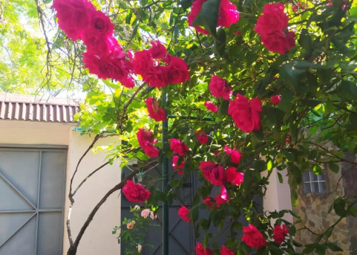 Celica Guest house
