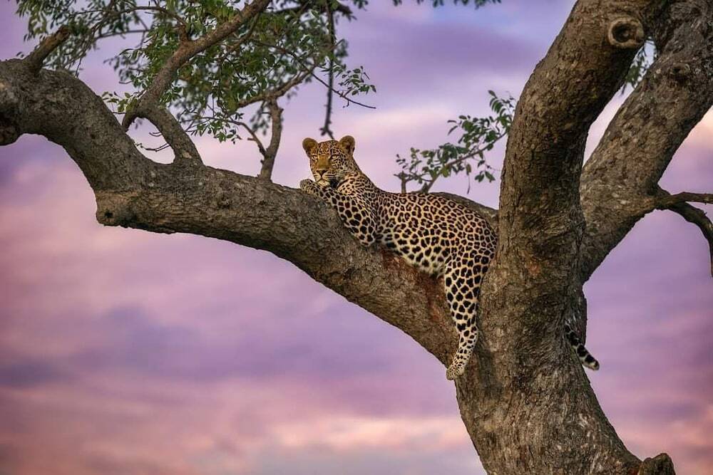 Simbavati Camp George