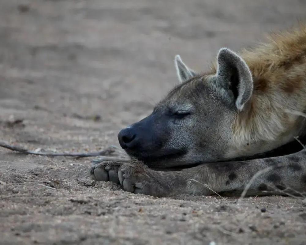 Ivory Wilderness River Rock Lodge