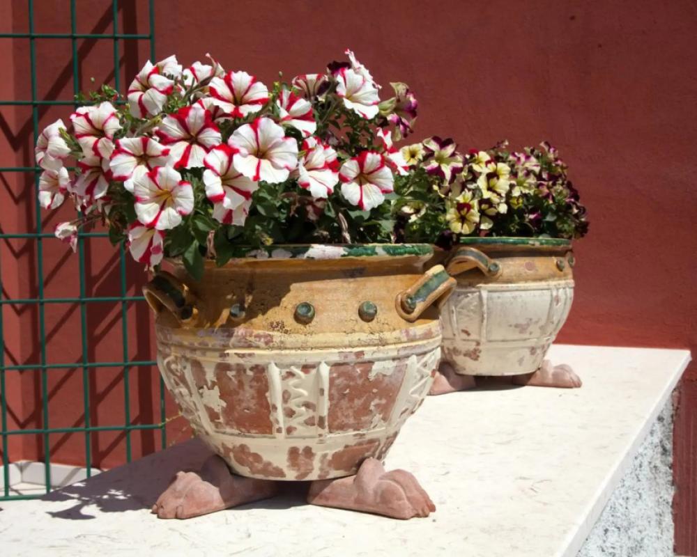 фото Palazzo Pascal