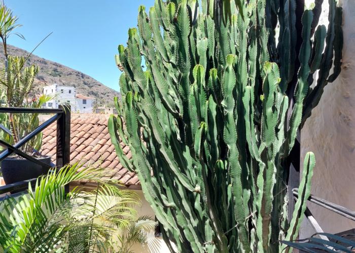 Apartamentos Monasterio de San Antonio Adults Only Apartments