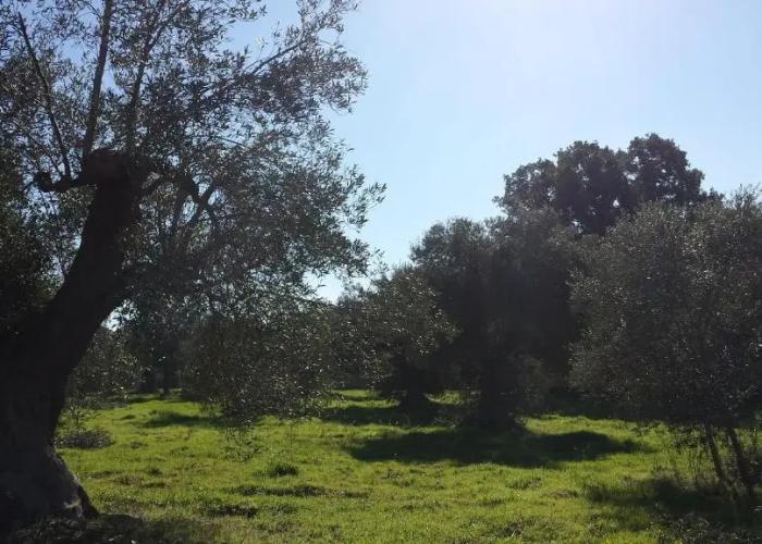 Masseria dell'800