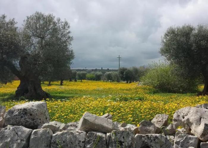 Masseria dell'800