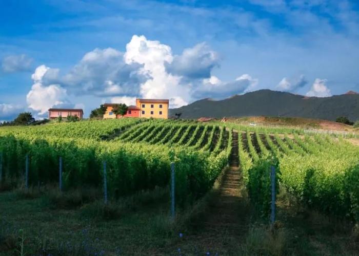 Tenuta Grimaldi Wine Resort