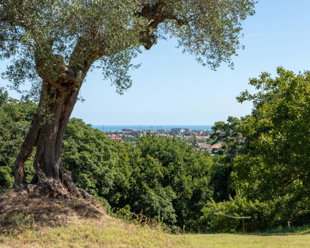 фото Monacelli Villa