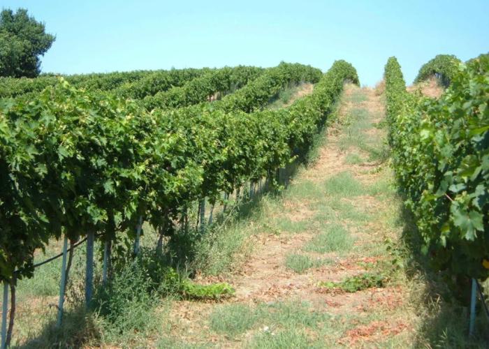 Azienda Agricola Sinisi