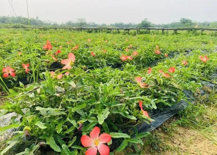 Thanh Chiem Village