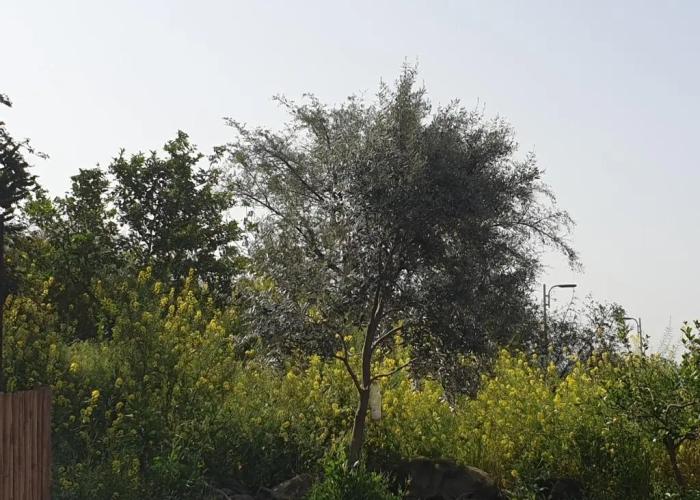 אביב יחידות אירוח