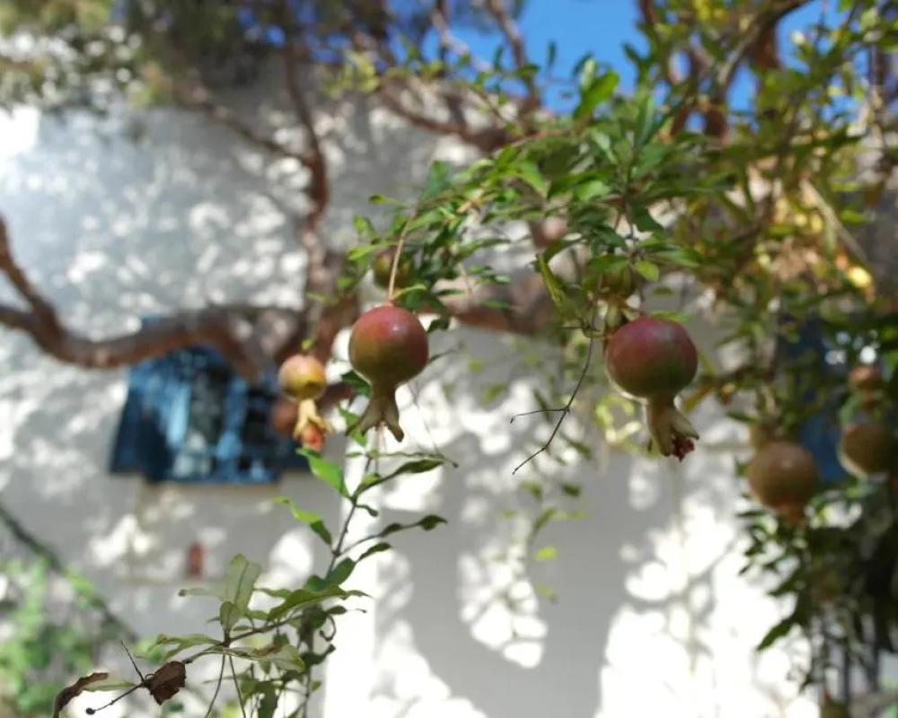фото Villa Kynthia