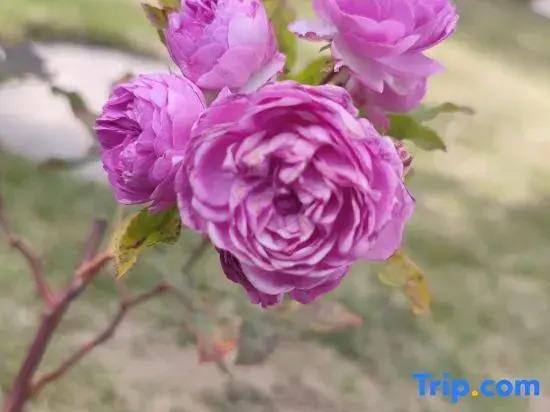 Yunqi Courtyard Hot Spring Inn