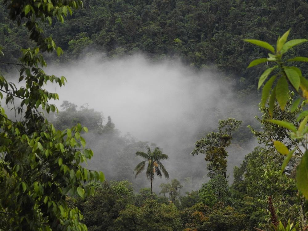 фото Biohostal Mindo Cloud Forest