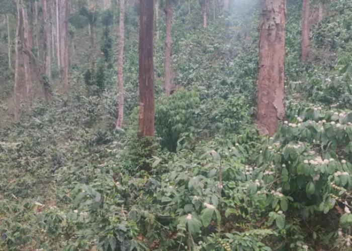 Three Hills Coorg
