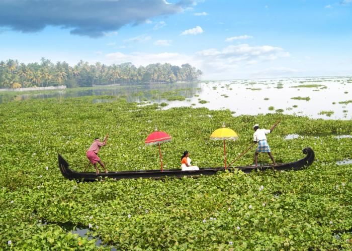 Purity at Lake Vembanad