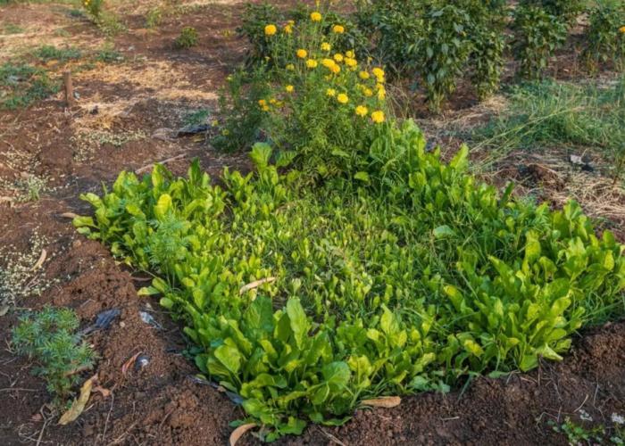 SaffronStays Serene Retreat, Alibaug