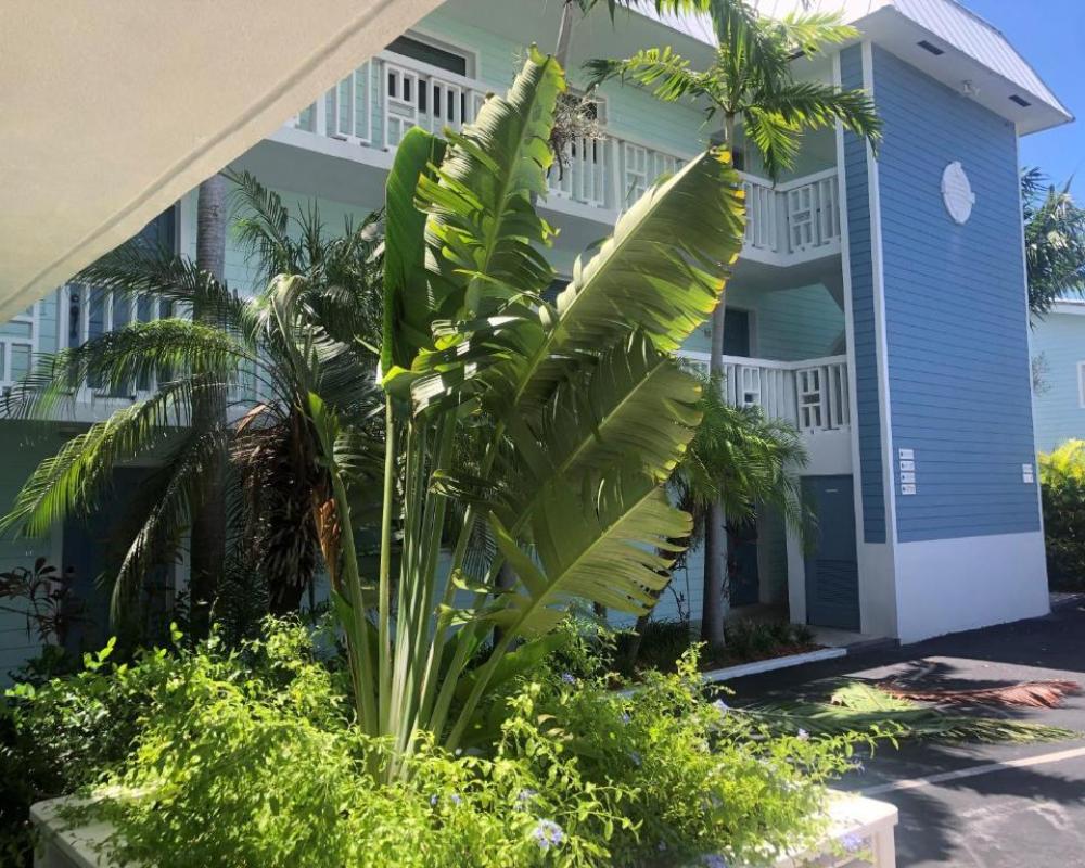 Dolphin Cove - Adults Only