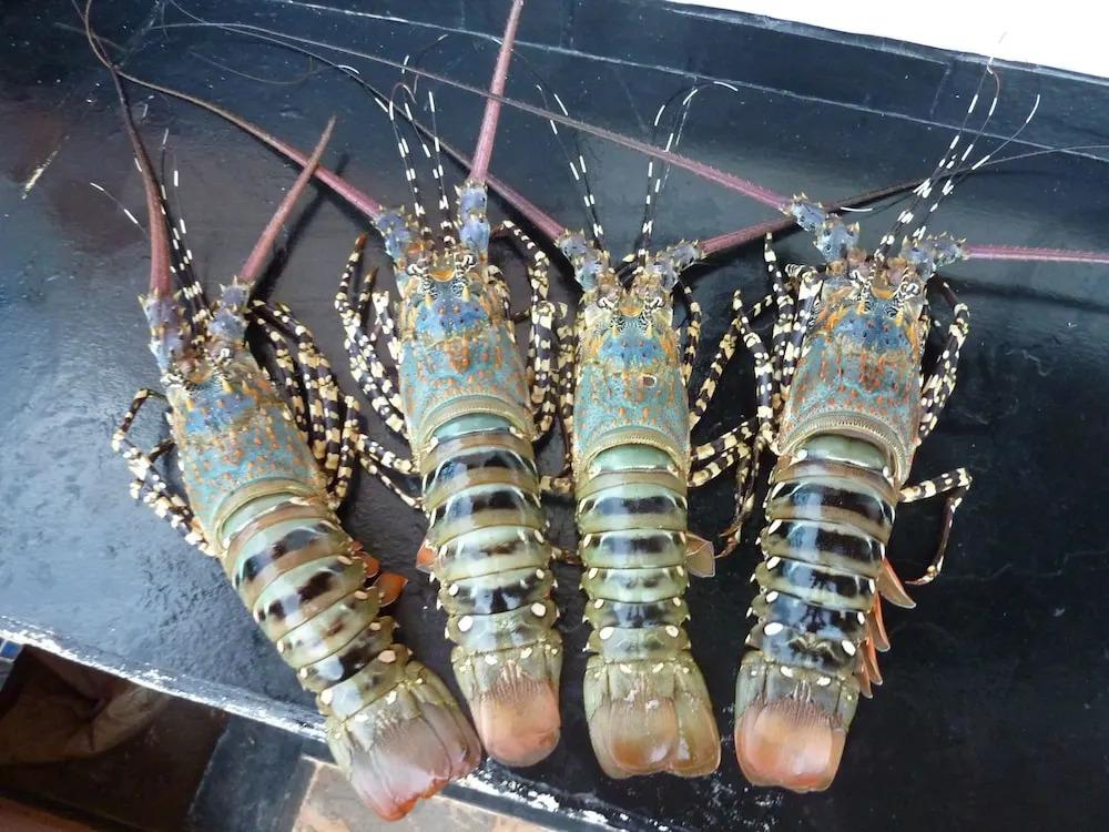 Room in Guest Room - Dolphin Suite 40 m2 in Villa 560 m2, Indian Ocean View