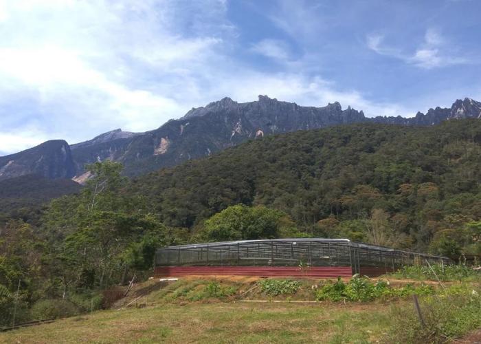 Mesilau Mountain Retreats