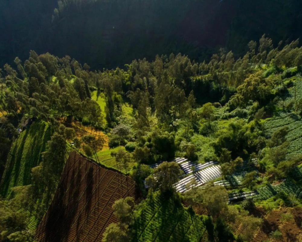 фото Plataran Bromo