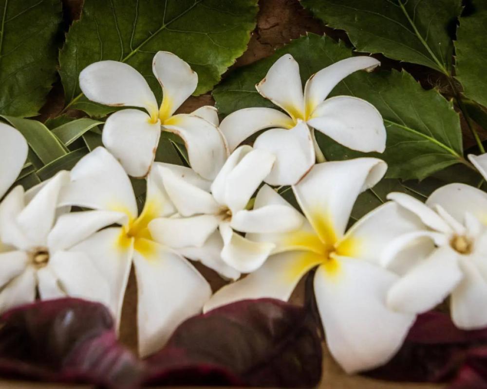 фото Va'a i te Moana