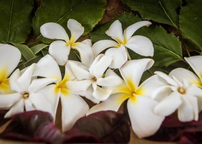 Va'a i te Moana
