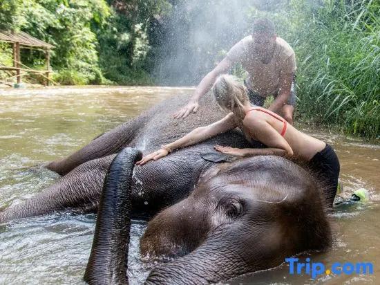 Tawan Riverside - Elephant Resort