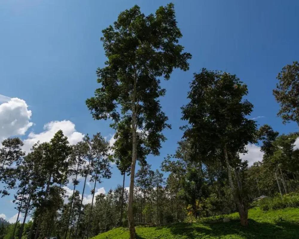 фото Phu Pha View Doi
