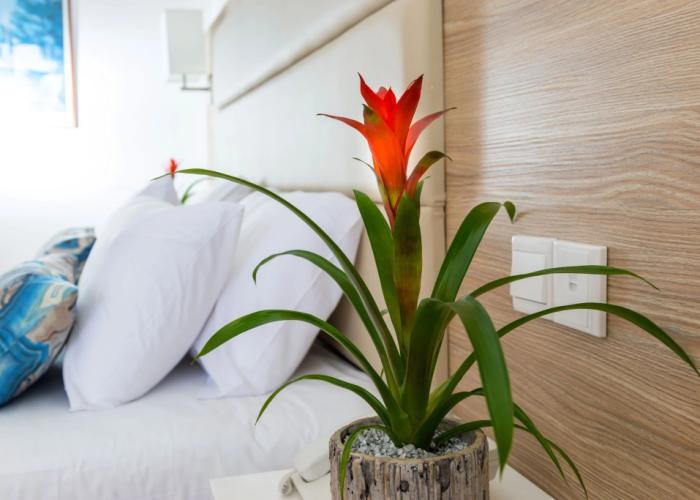 Ascos Coral Beach Hotel