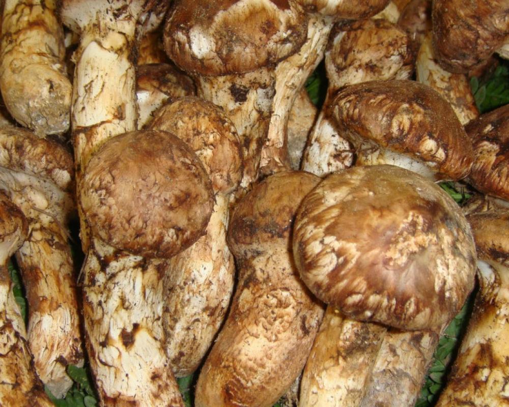 фото Nicchoan Keigetsu