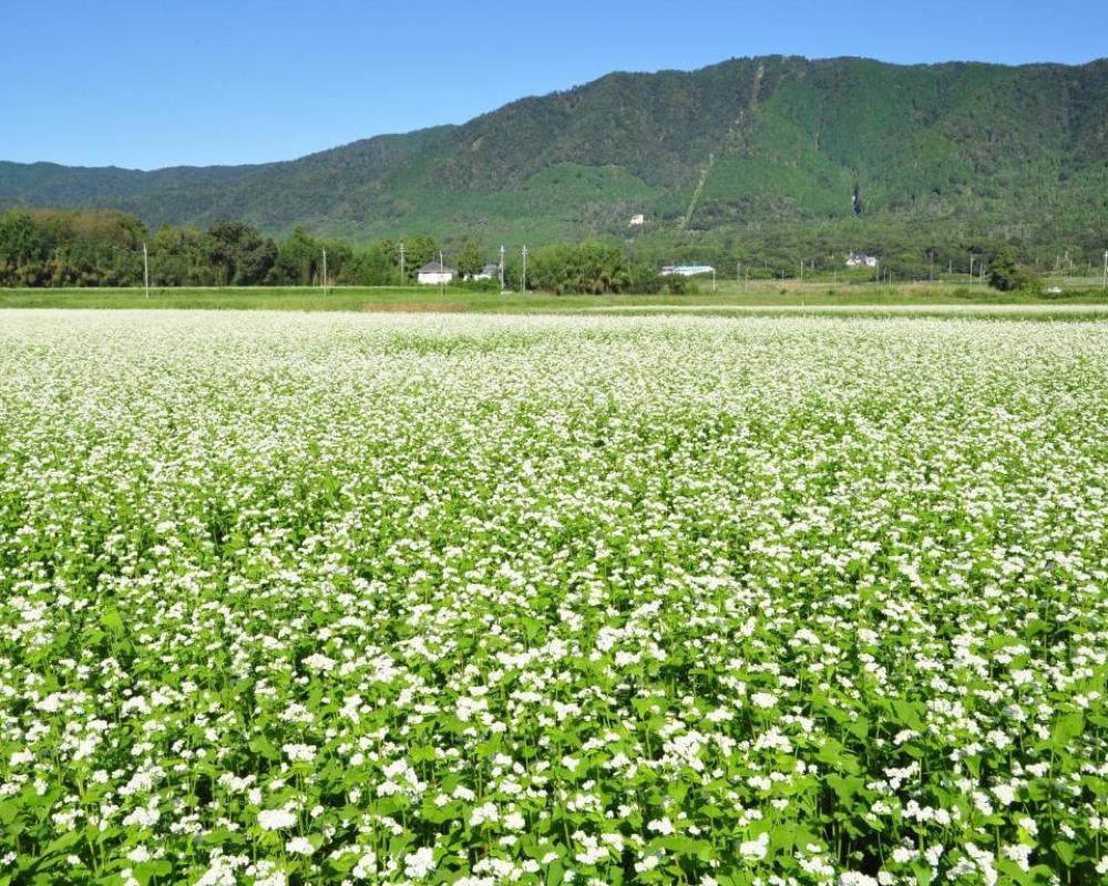 фото Okubiwako Makino Grand Park Hotel