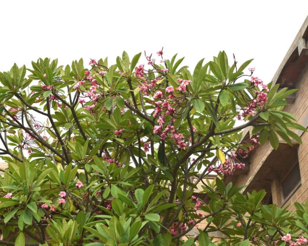 Our Native Village Eco Resort