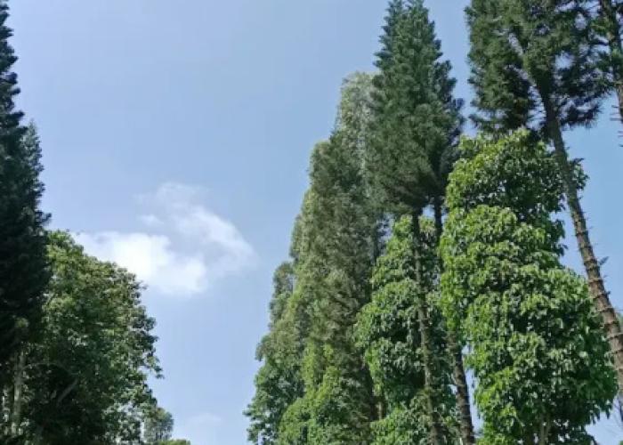Snow Princess Mountain Glamping Resort at Clubbali, Lembang