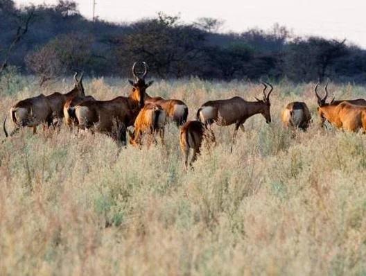 фото Gabus Game Ranch