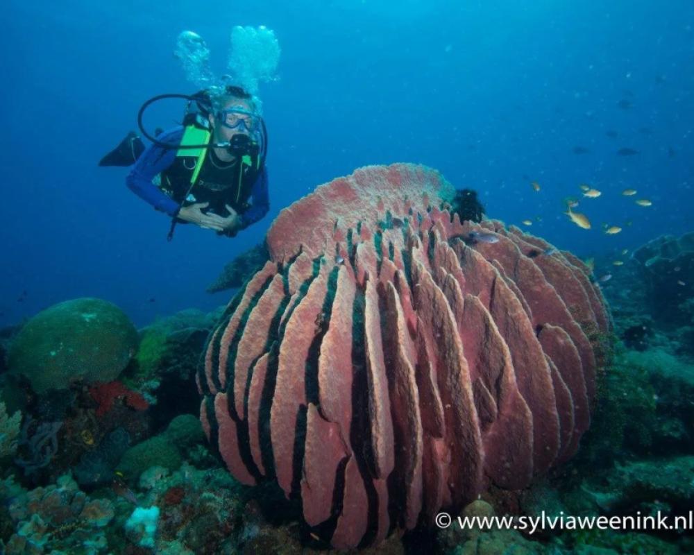 фото Magic Oceans Dive Resort