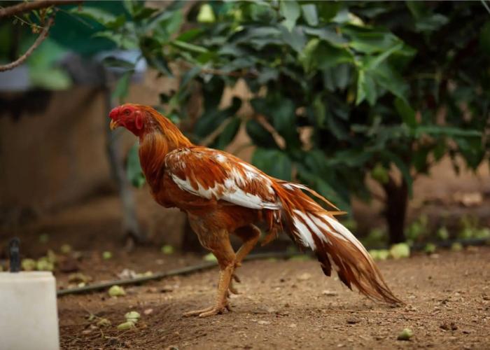 Harvest Fresh Farms