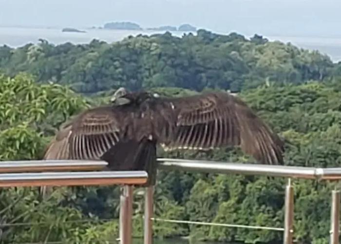 Boca Chica Bay Eco Lodge