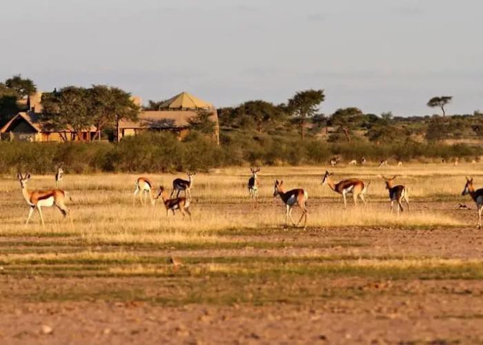 Suricate Tented Lodge
