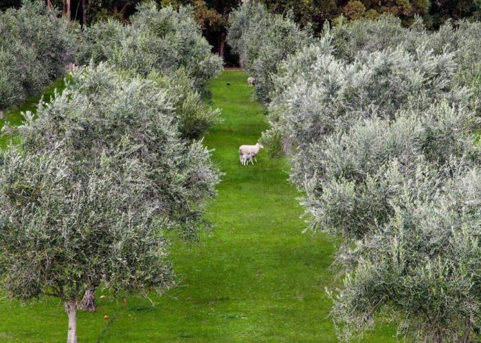 Olio Bello Lakeside Glamping