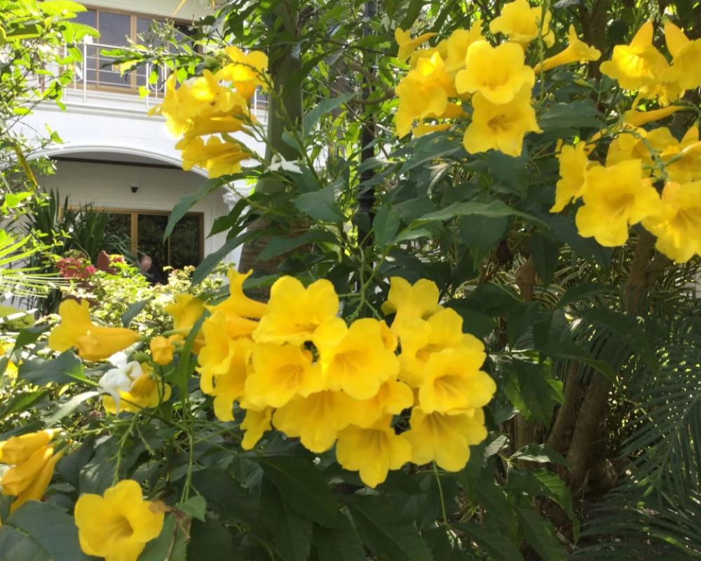 фото White Elephant Resort