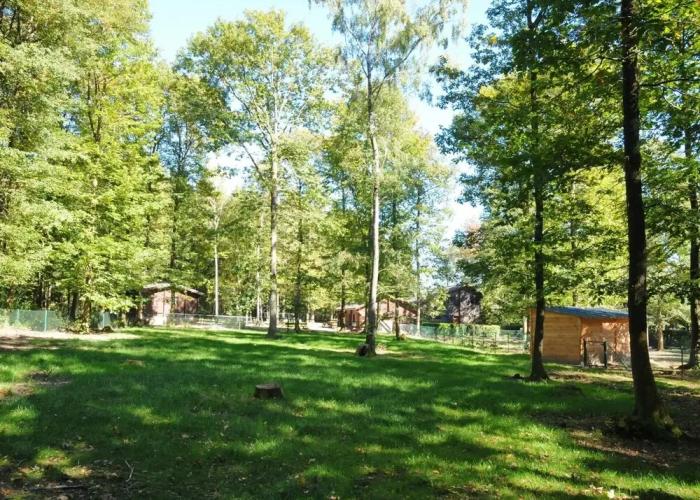 Wooden Chalet With Stove and Microwave Located in the Forest