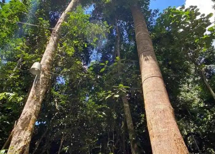 Gibbon Retreat Bentong
