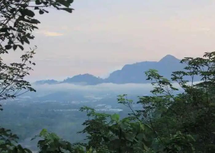 Gibbon Retreat Bentong