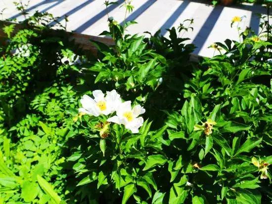 Nala Jacquard Garden Homestay