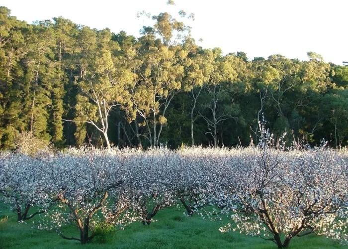 Taralee Orchards