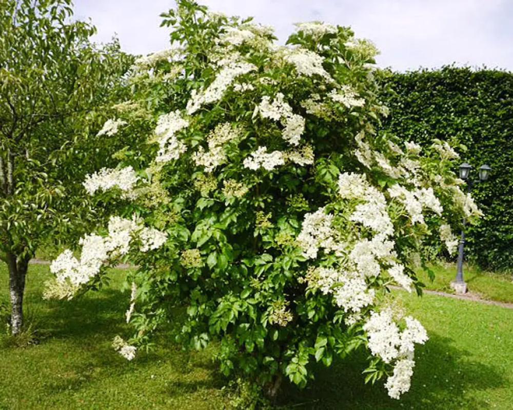 Apartments, Lissendorf