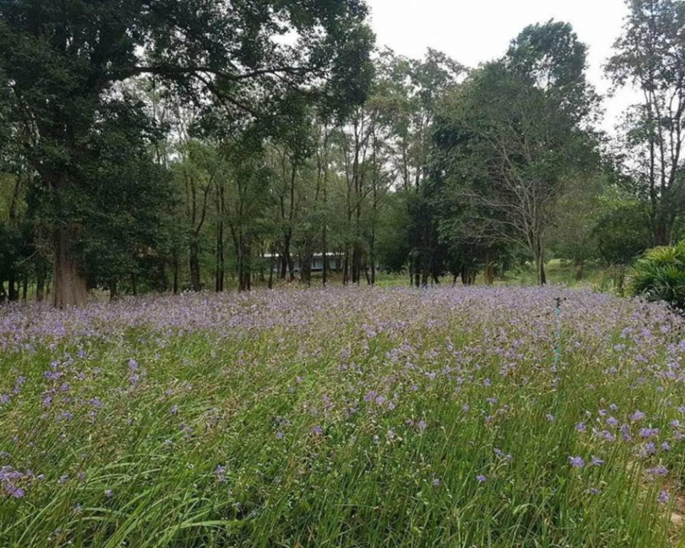 фото Saksupha Resort